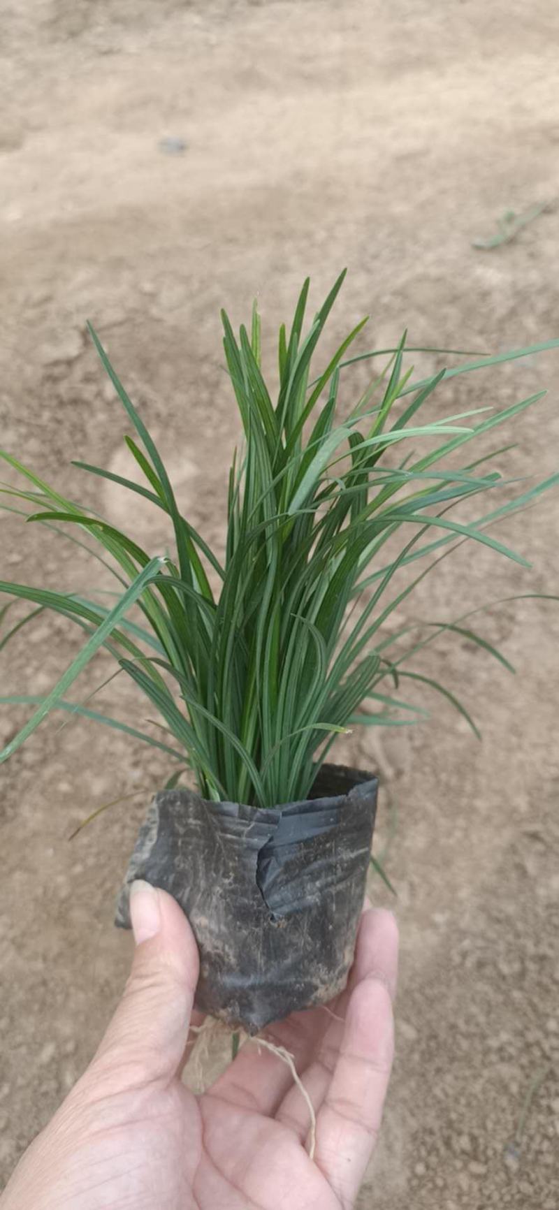 麦冬草日本矮麦冬（玉龙草）阔叶麦冬草金边麦冬草基地供应