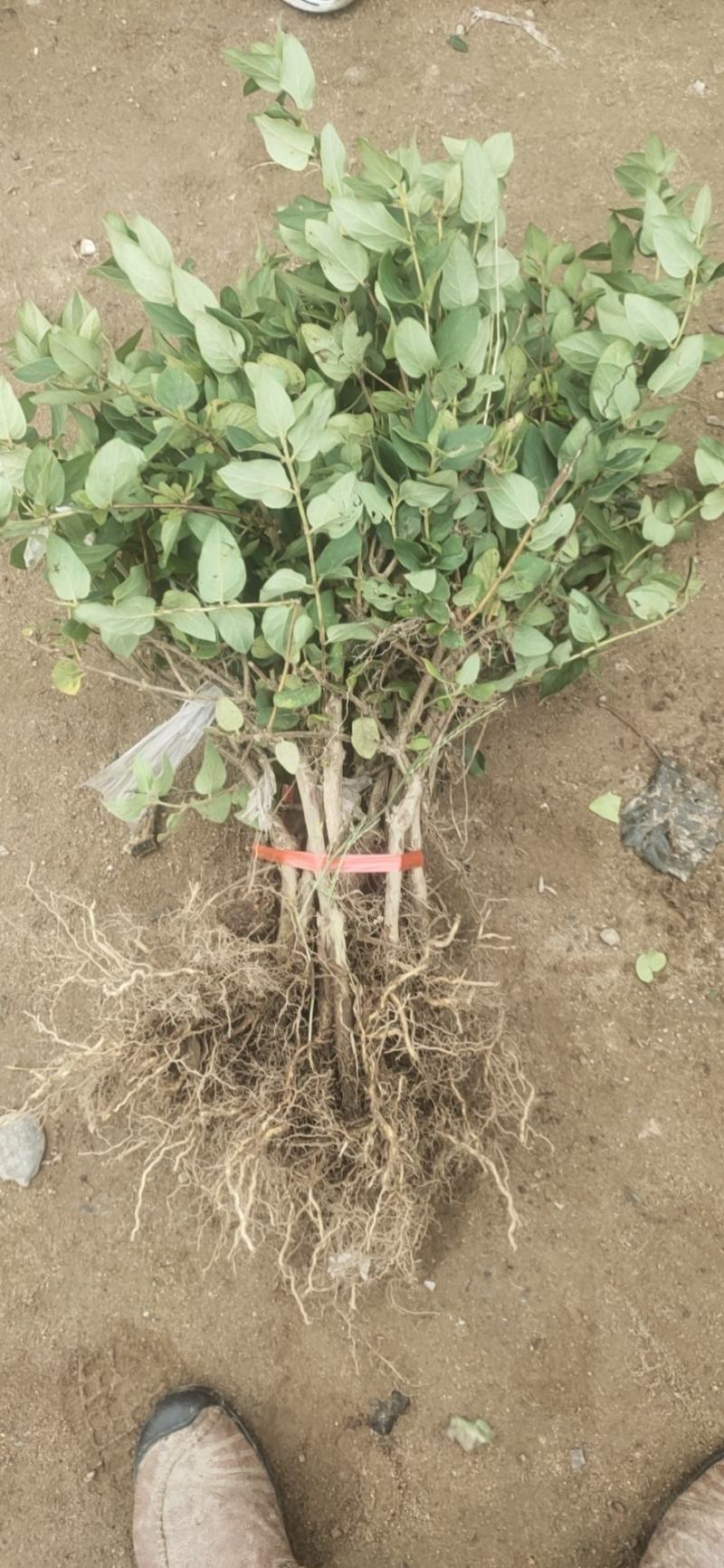 金银花小苗1-4年苗。