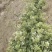 金银花小苗1-4年苗。