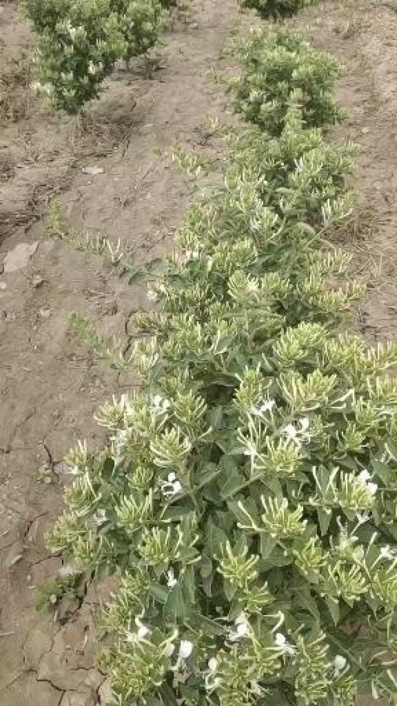 金银花小苗1-4年苗。
