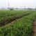 金银花小苗1-4年苗。