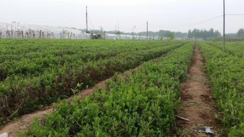 金银花小苗1-4年苗。