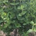 金银花小苗1-4年苗。