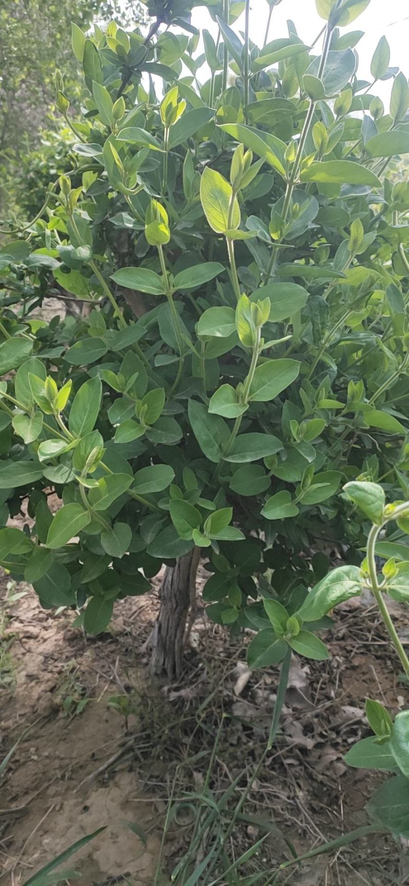 金银花小苗1-4年苗。
