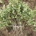 金银花小苗1-4年苗。