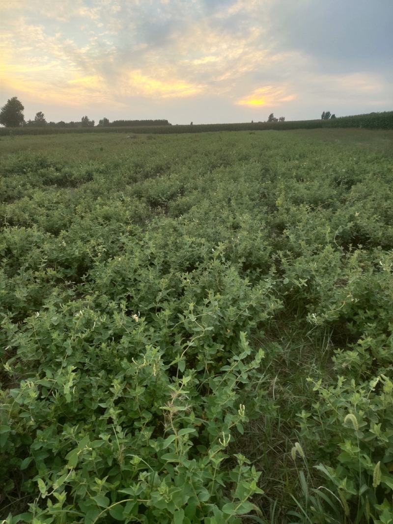 金银花小苗1-4年苗。