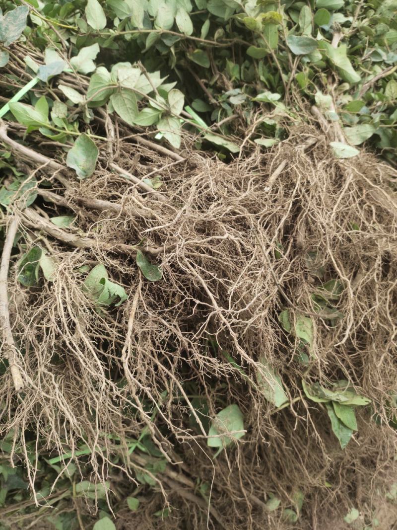 金银花小苗1-4年苗。