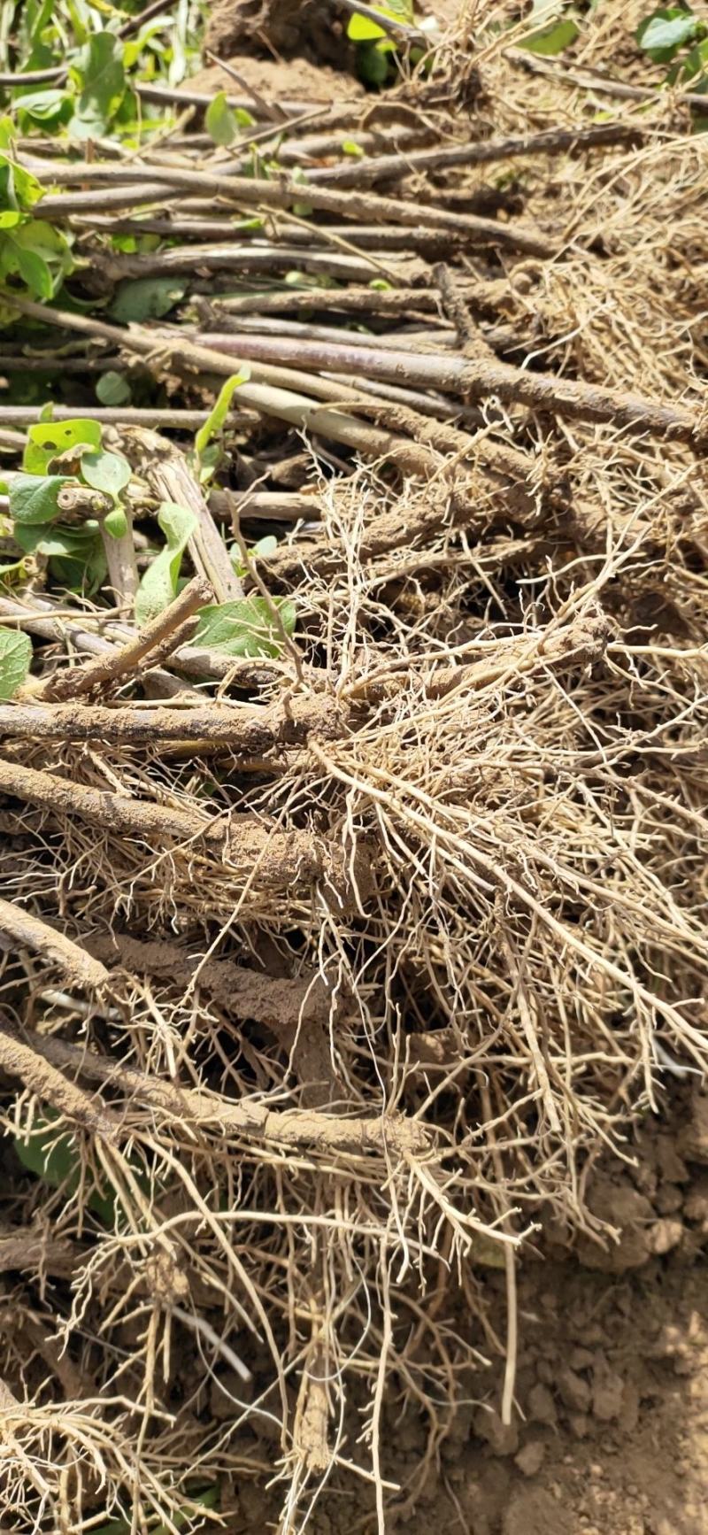 金银花小苗1-4年苗。