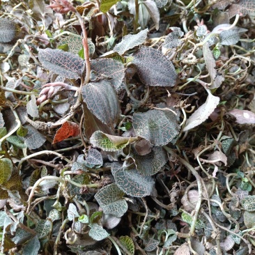 广西河池巴马野生金线莲中药材，***，瑶山金线莲