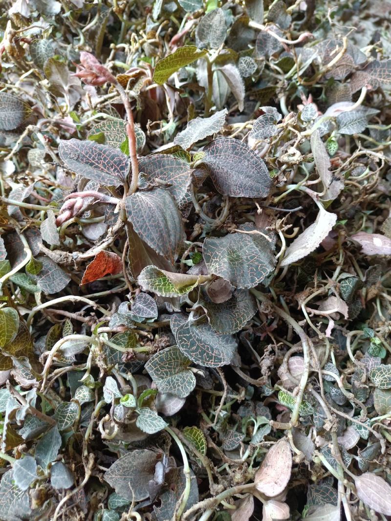 广西河池巴马野生金线莲中药材，***，瑶山金线莲