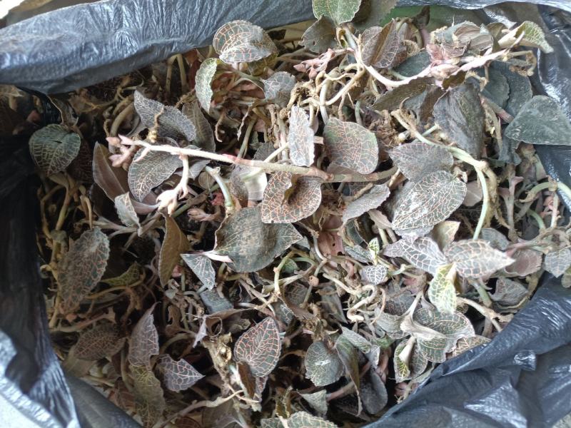 广西河池巴马野生金线莲中药材，***，瑶山金线莲