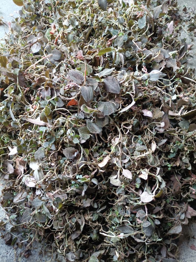 广西河池巴马野生金线莲中药材，***，瑶山金线莲