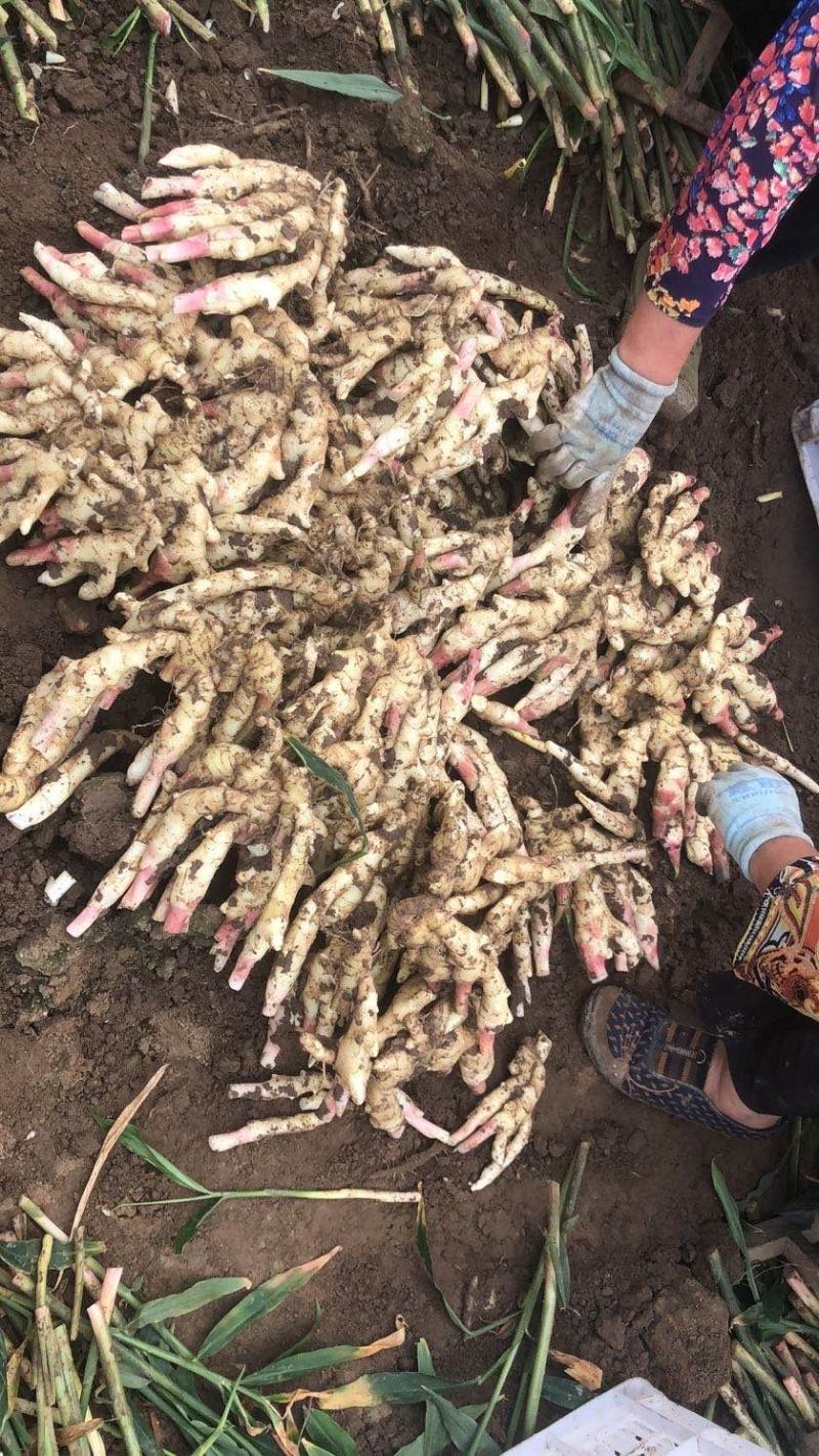 山东，潍坊市，安丘红牙鲜姜，优质红牙小姜，面姜