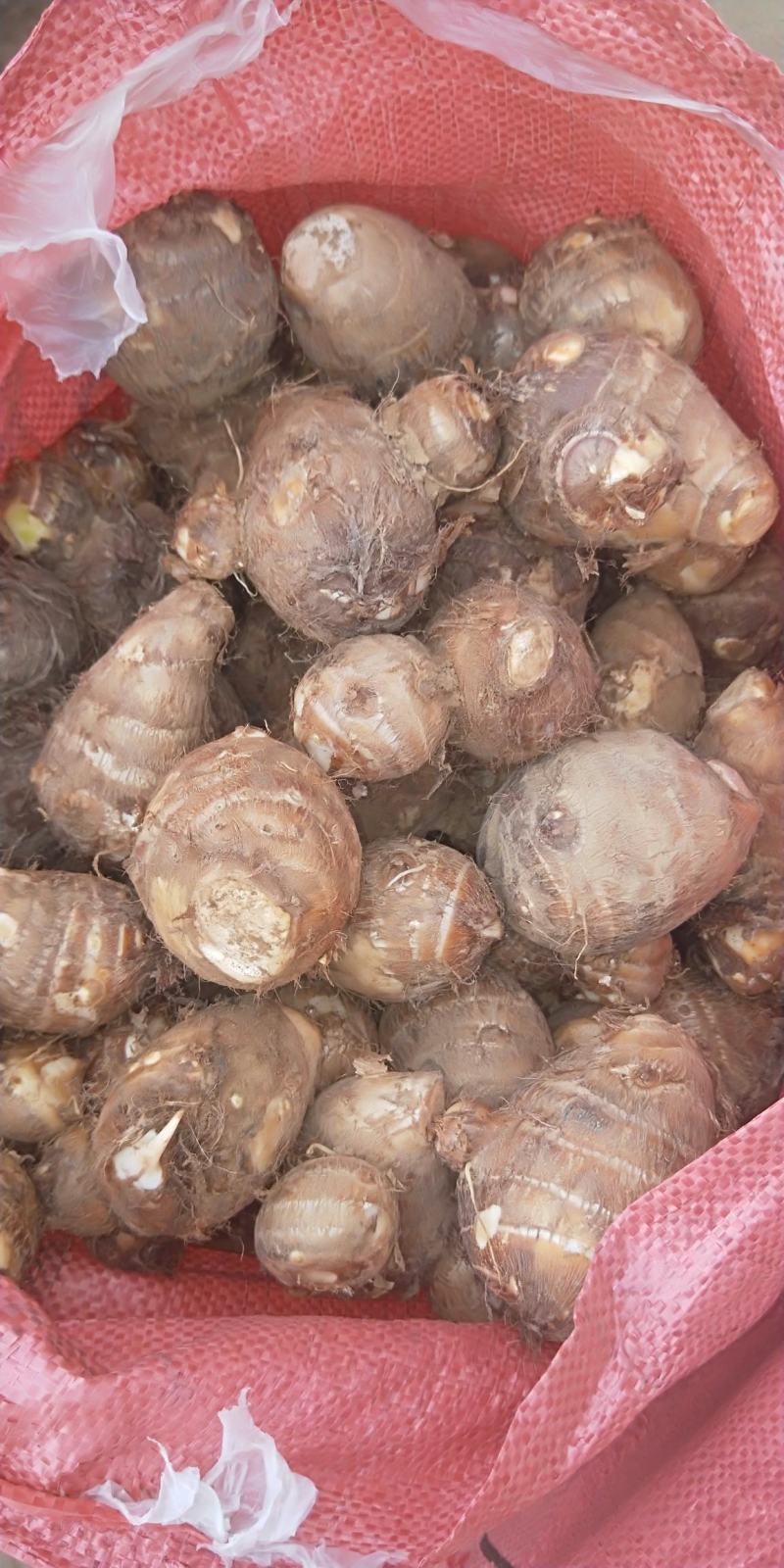 山东省，临沂市，优质毛芋头，豆包，各种毛芋头分，8520