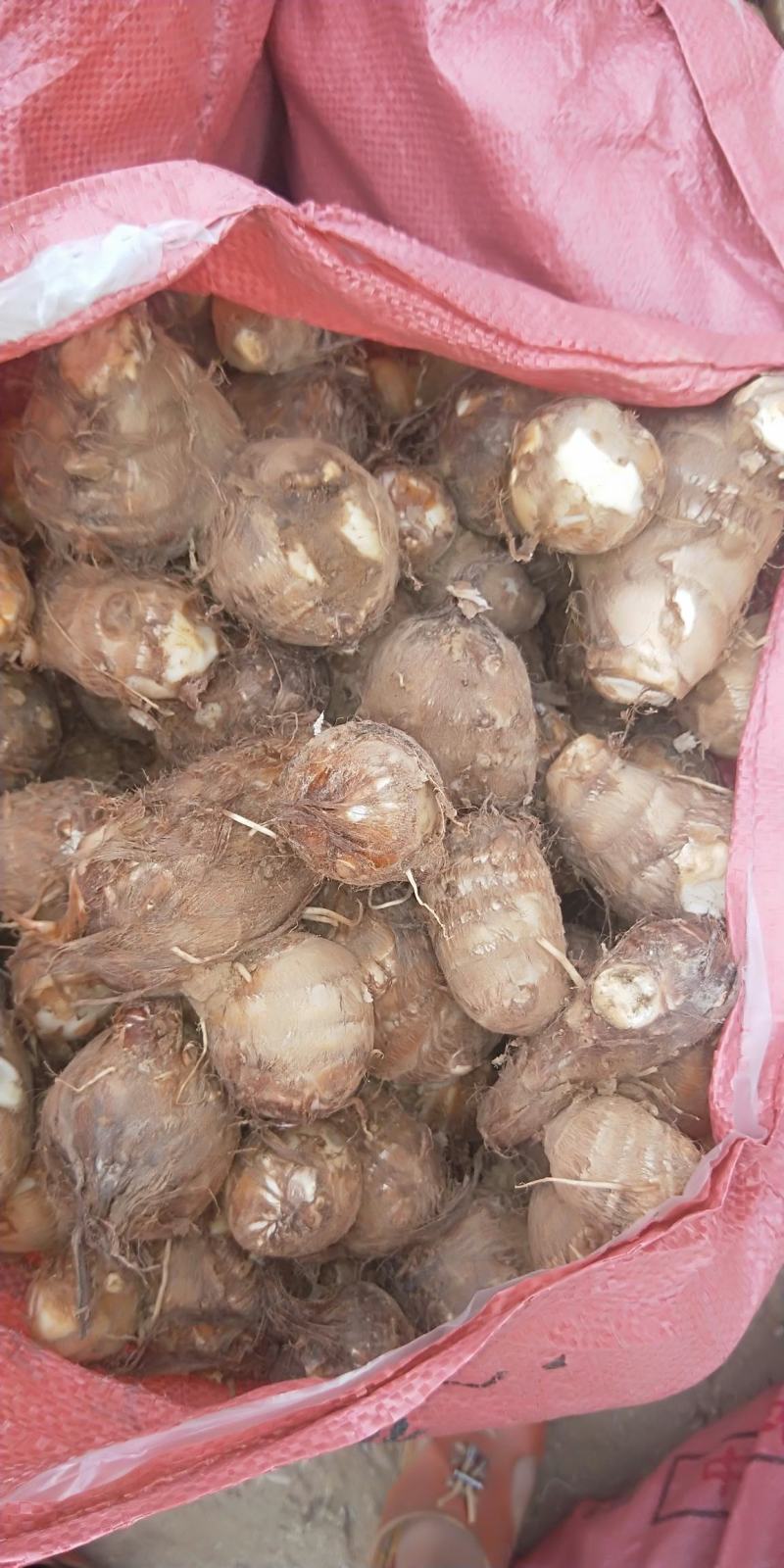 山东省，临沂市，优质毛芋头，豆包，各种毛芋头分，8520