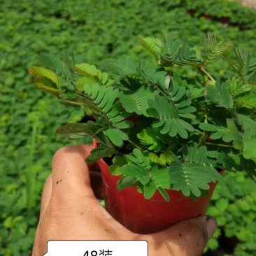 含羞草2448装多肉