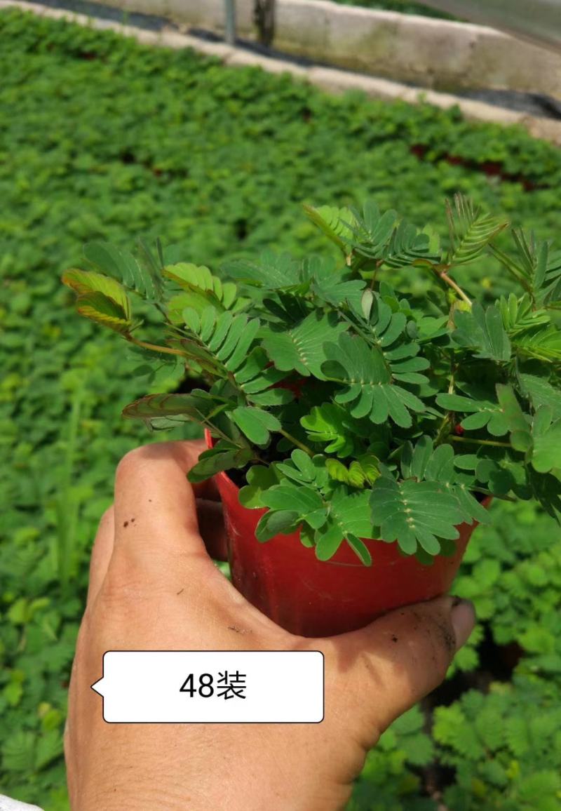 含羞草2448装多肉