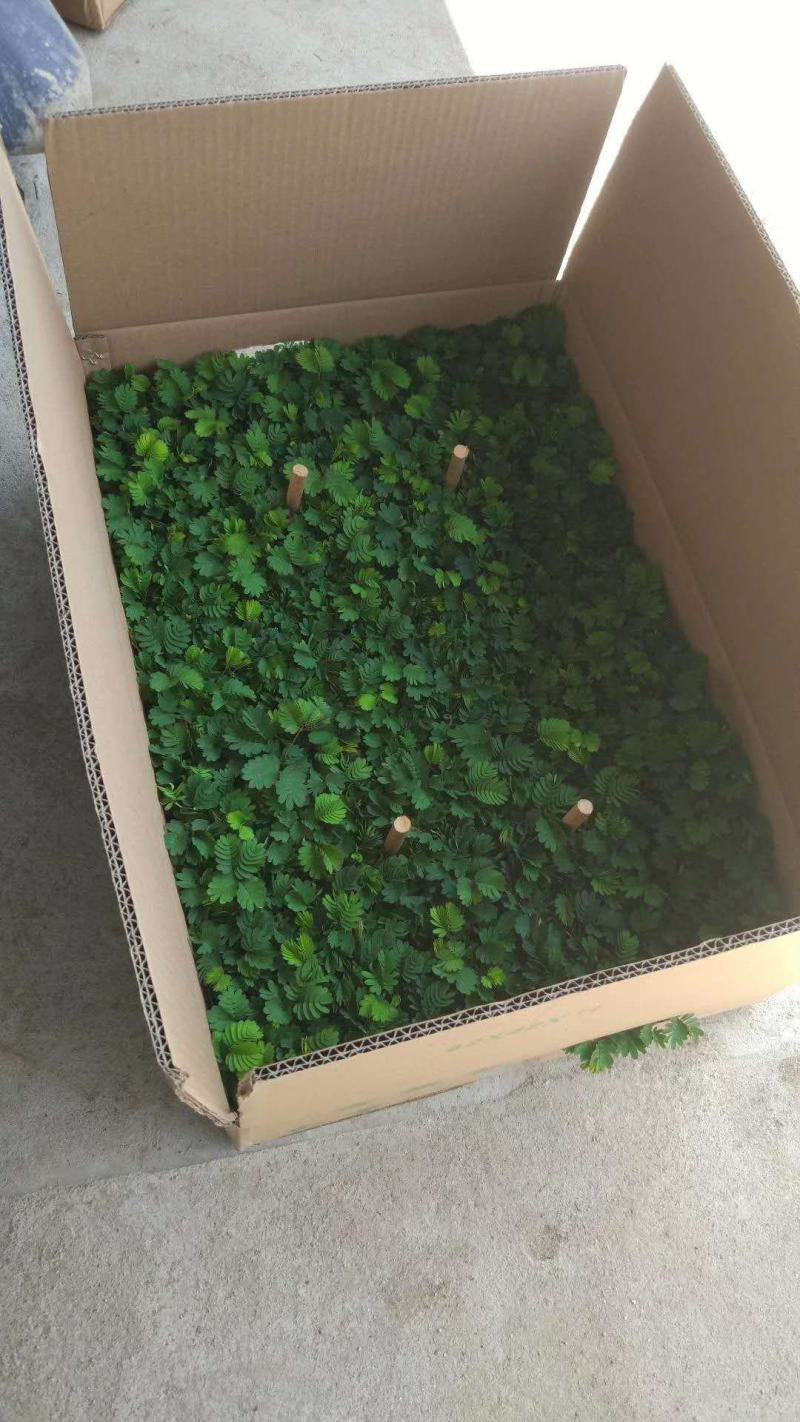 含羞草2448装多肉