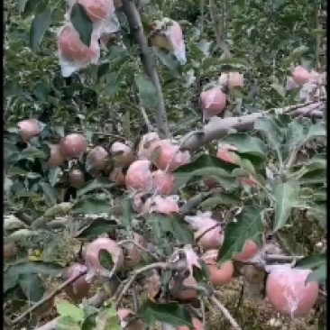 红富土苹果上市需要的联系