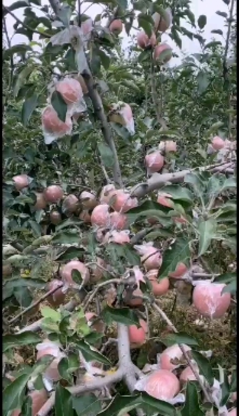 红富土苹果上市需要的联系