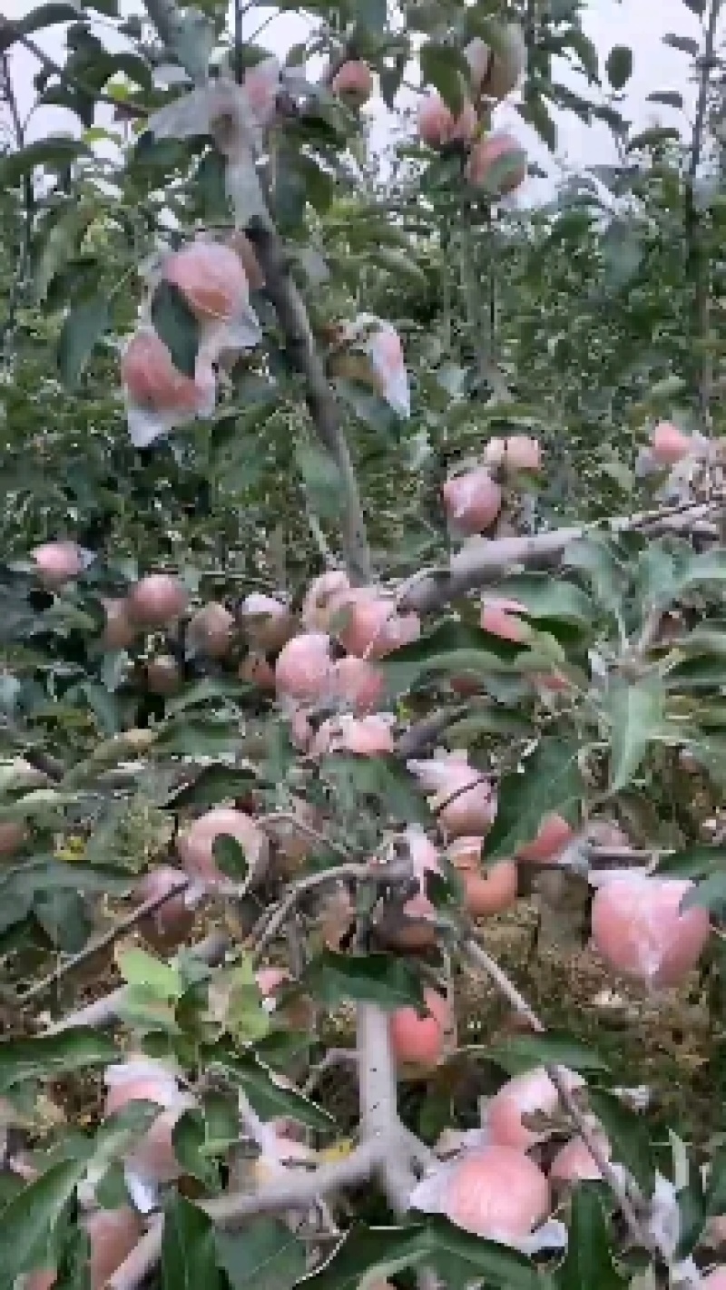 红富土苹果上市需要的联系