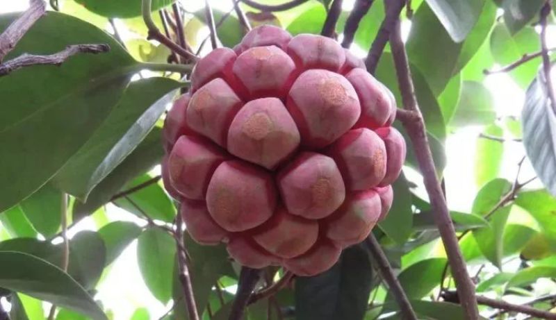 黑老虎水果，以及黑老虎苗木供应