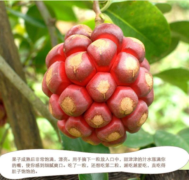 黑老虎水果，以及黑老虎苗木供应