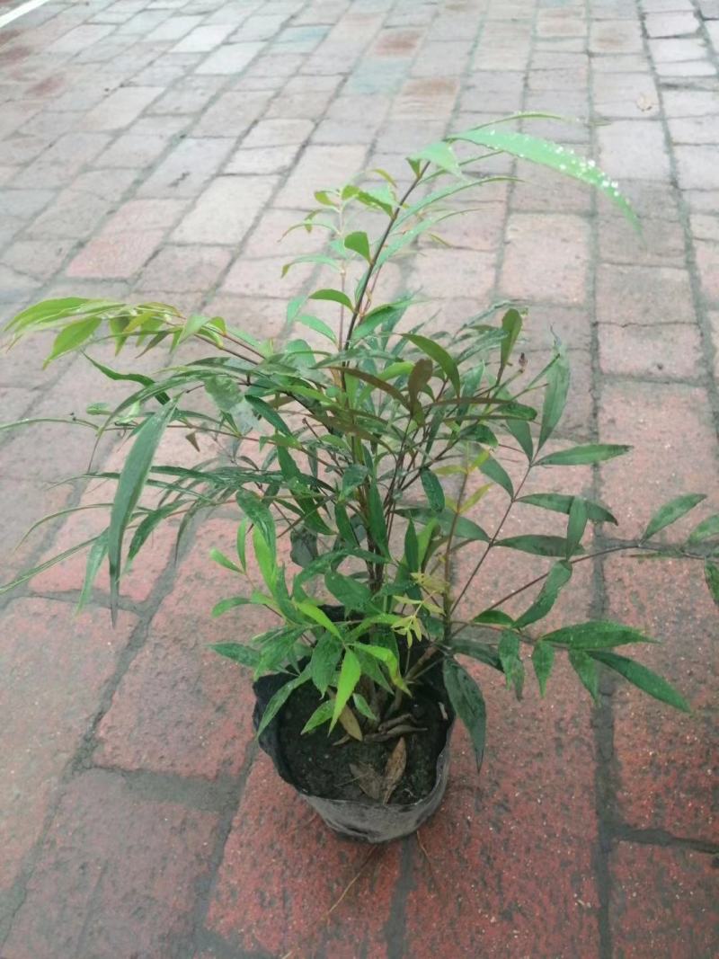 产地批发十大功劳杯苗十大功劳工程苗地苗基地直销