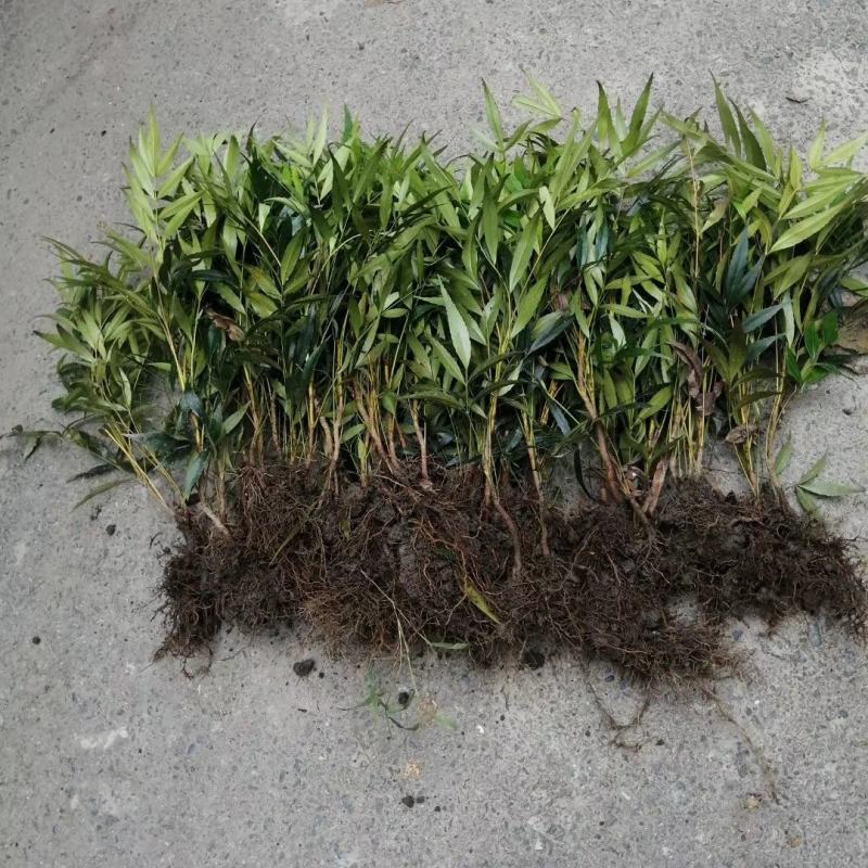 产地批发十大功劳杯苗十大功劳工程苗地苗基地直销