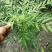 产地批发十大功劳杯苗十大功劳工程苗地苗基地直销