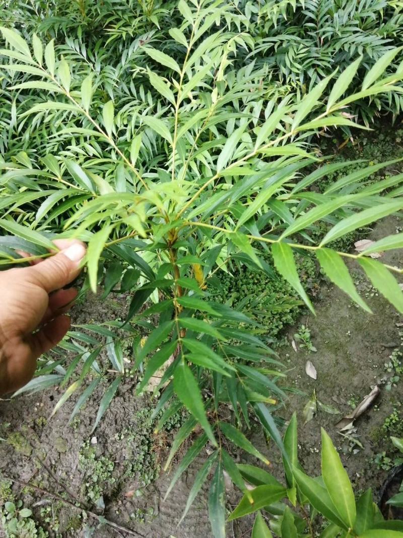 产地批发十大功劳杯苗十大功劳工程苗地苗基地直销
