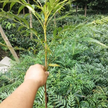 产地批发十大功劳杯苗十大功劳工程苗地苗基地直销