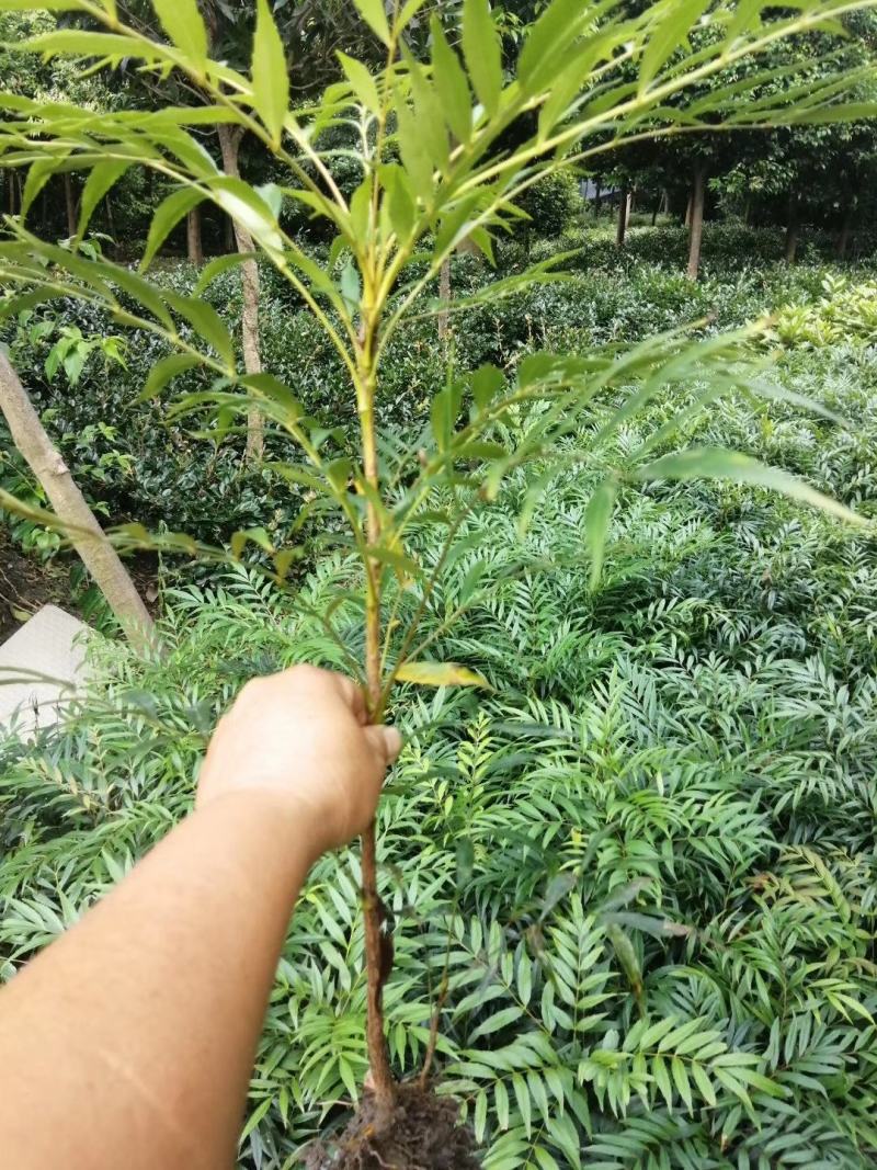 产地批发十大功劳杯苗十大功劳工程苗地苗基地直销