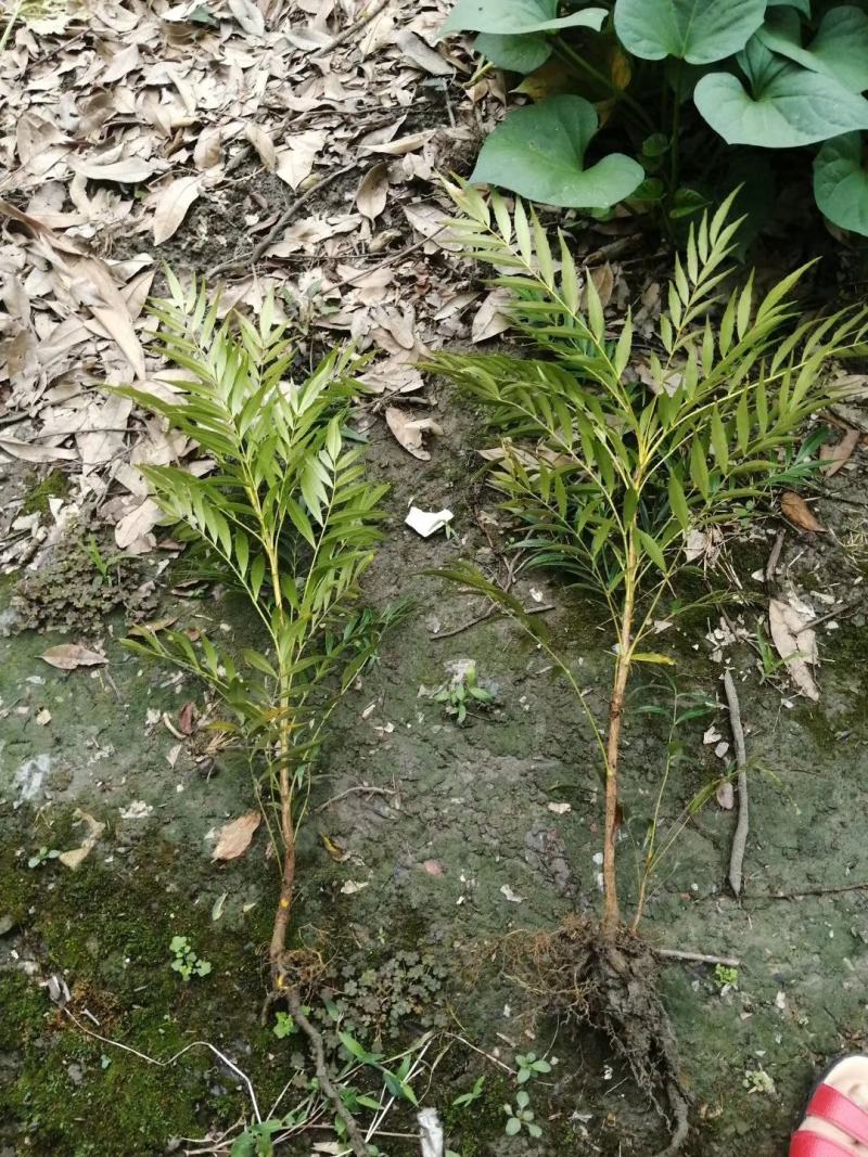 产地批发十大功劳杯苗十大功劳工程苗地苗基地直销