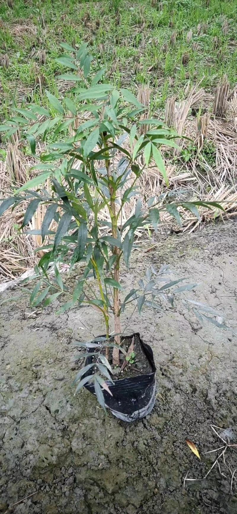 产地批发十大功劳杯苗十大功劳工程苗地苗基地直销