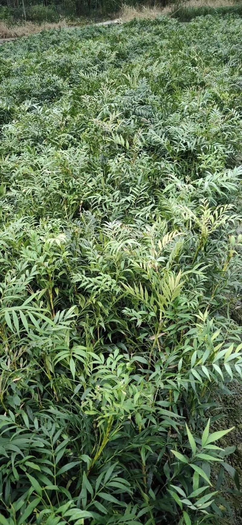 产地批发十大功劳杯苗十大功劳工程苗地苗基地直销