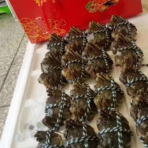 洪泽湖精品大闸蟹套装全国包邮保质保量，物美价廉