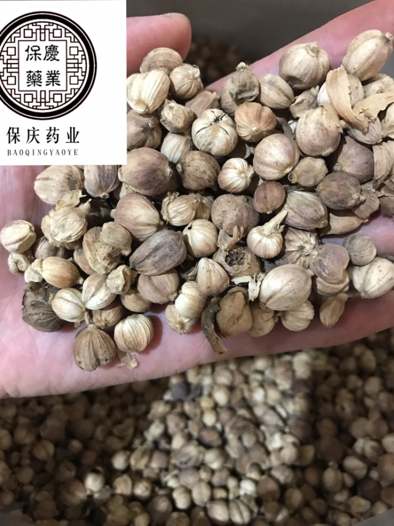 白豆蔻白蔻白豆寇干货白寇实物拍摄保庆药业批发