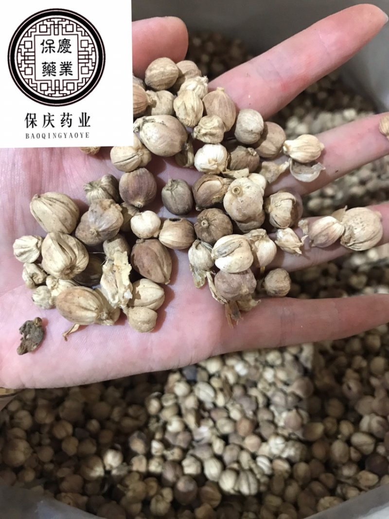 白豆蔻白蔻白豆寇干货白寇实物拍摄保庆药业批发