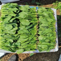 菠菜，精品菜，普通菜，包装人工一条龙服务
