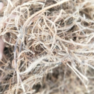 龙胆草根部新货无硫纯正品质量保证量大优惠
