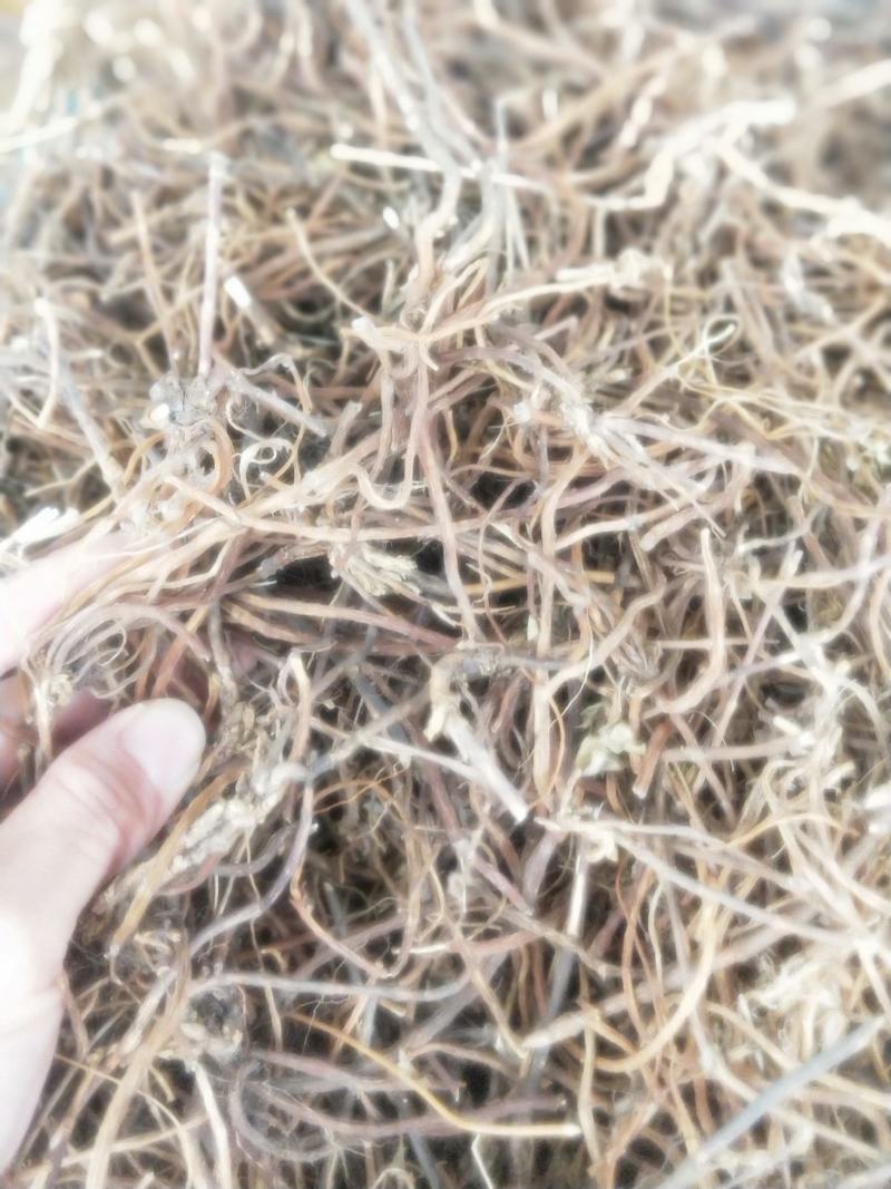 龙胆草根部新货无硫纯正品质量保证量大优惠