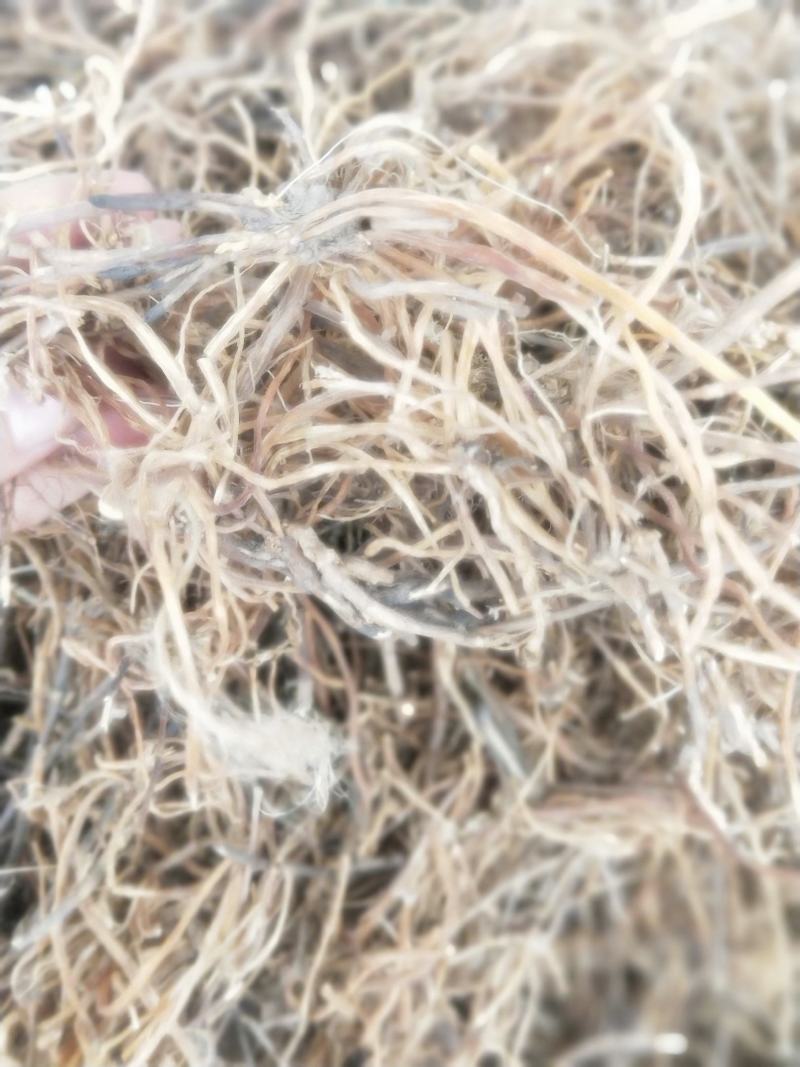 龙胆草根部新货无硫纯正品质量保证量大优惠