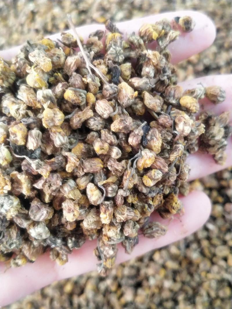 野菊花新货无硫无杂质质量保证量大优质
