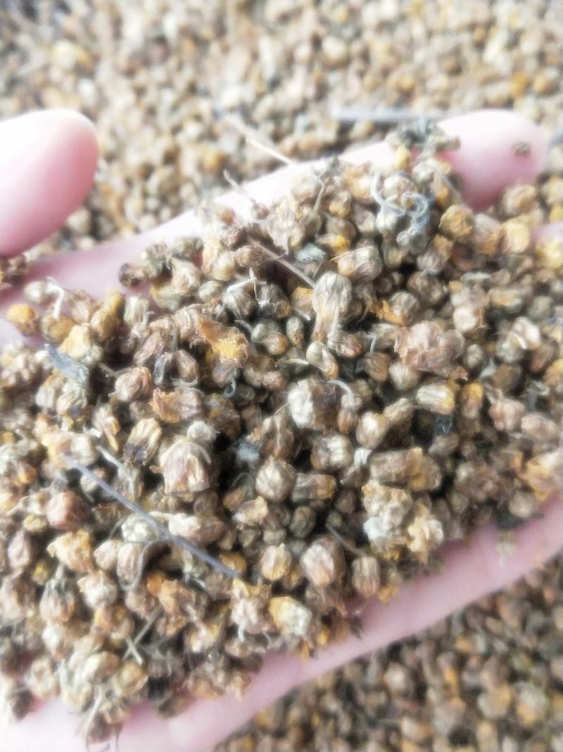 野菊花新货无硫无杂质质量保证量大优质