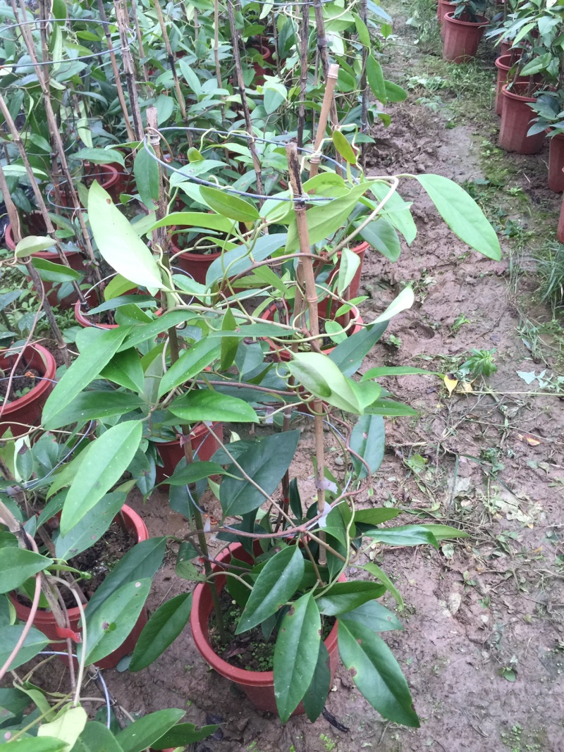 有好货、盆栽布福娜基地主营品种种苗和各种水果地苗