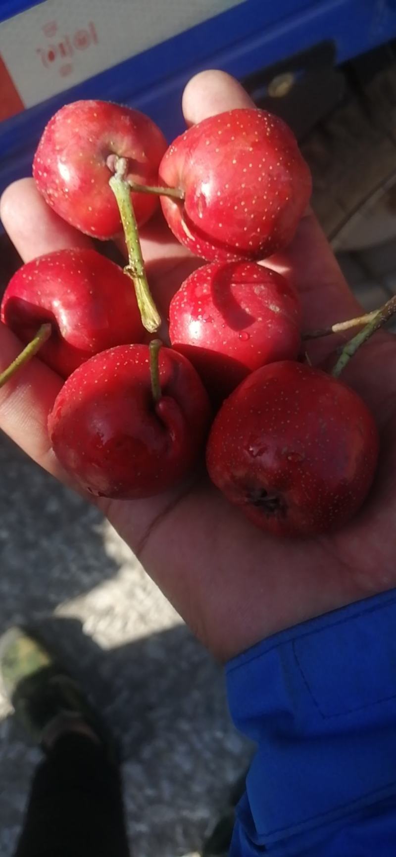 红果山楂酸甜口感好，*主要的是糖糊芦专用