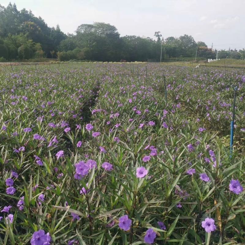 产地批发翠芦莉杯苗翠卢莉基地直销一手货源视频看货