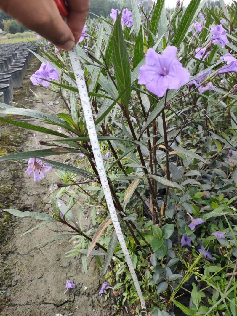 产地批发翠芦莉杯苗翠卢莉基地直销一手货源视频看货