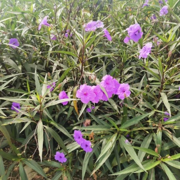 产地批发翠芦莉杯苗翠卢莉基地直销一手货源视频看货